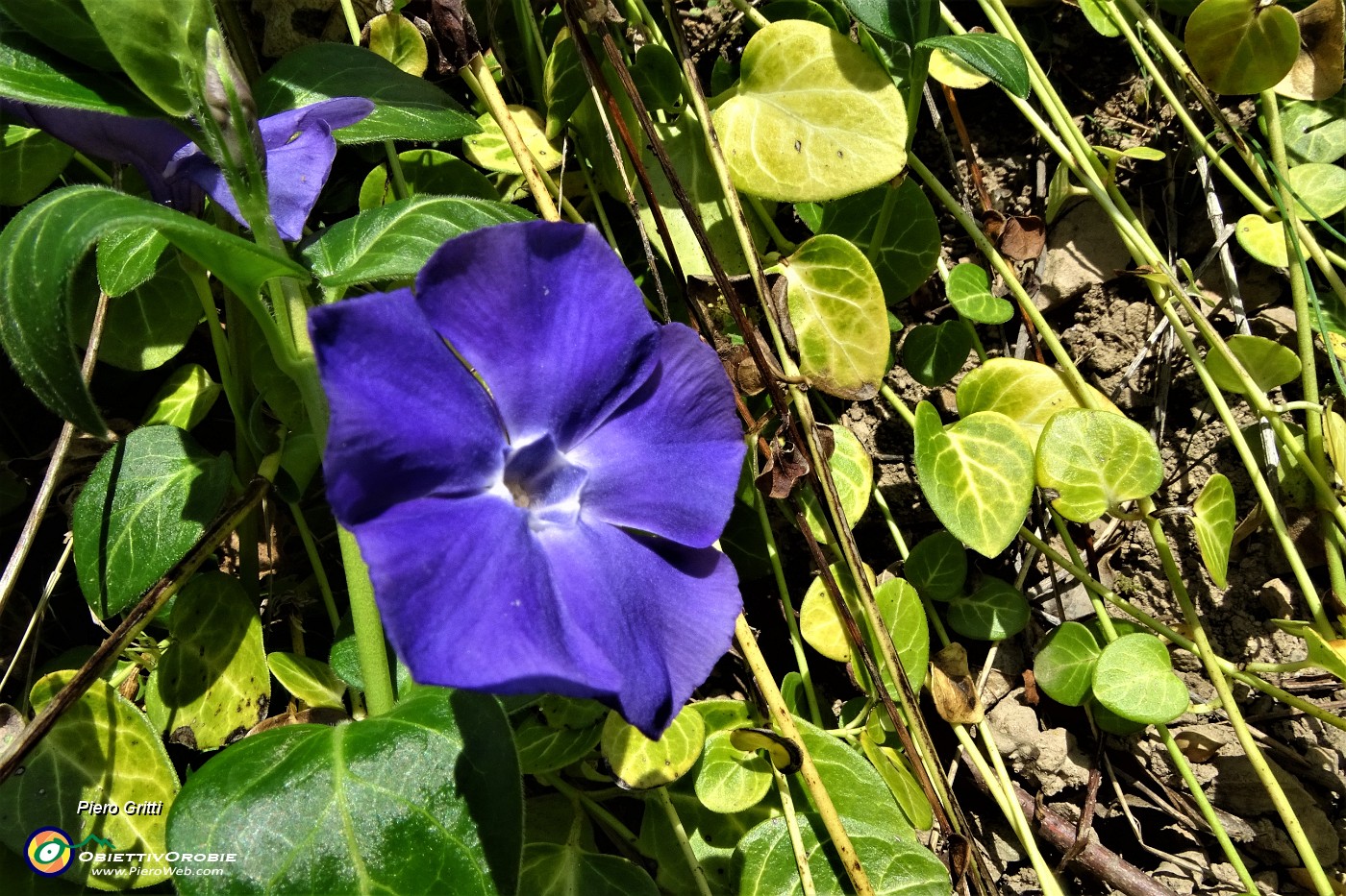 78 Fiori di pervinca.JPG